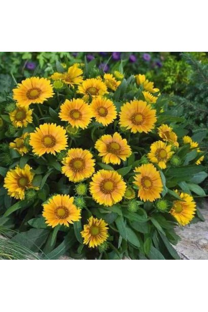 Гайлардія ’Арізона Апрікот’ у саду